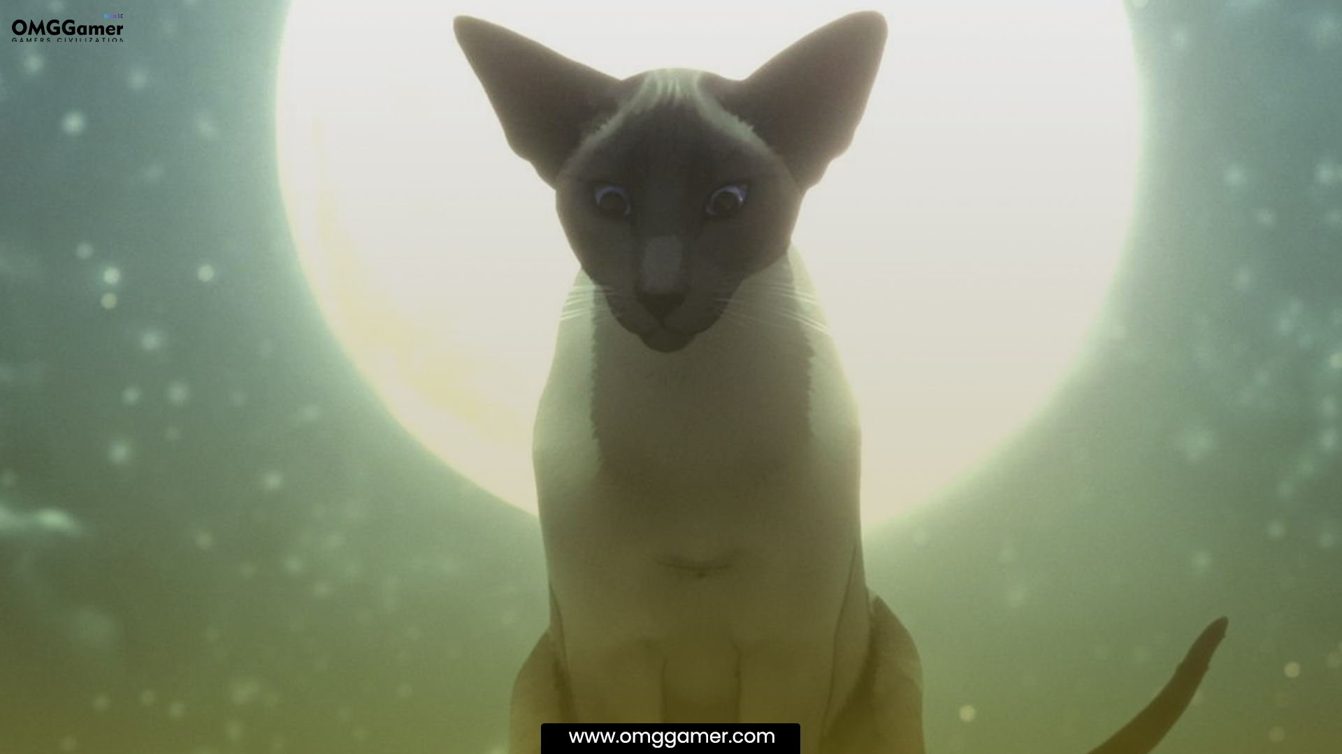 Crescent Moon For Cats & Kittens Crescent Moon For Cats & Kittens