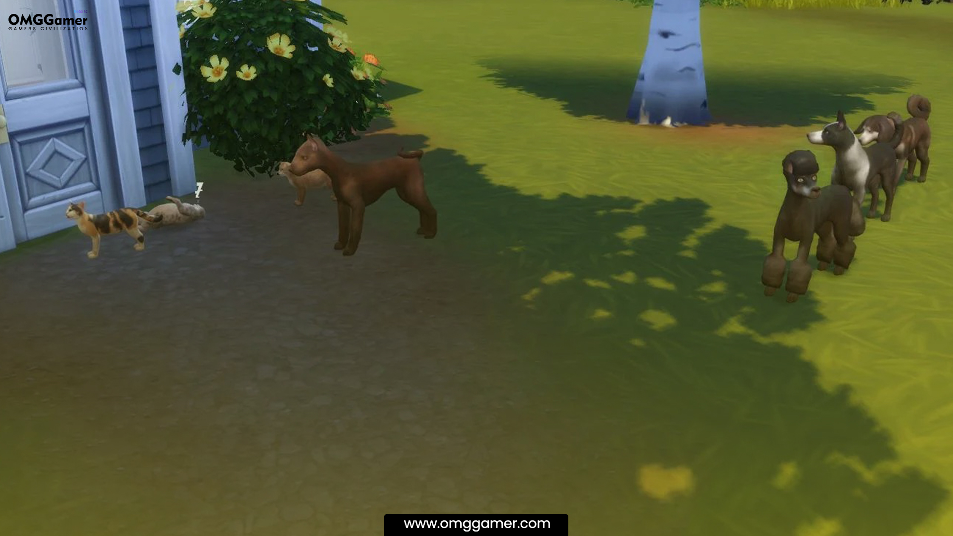 Less Pet Barfing Less Pet Barfing