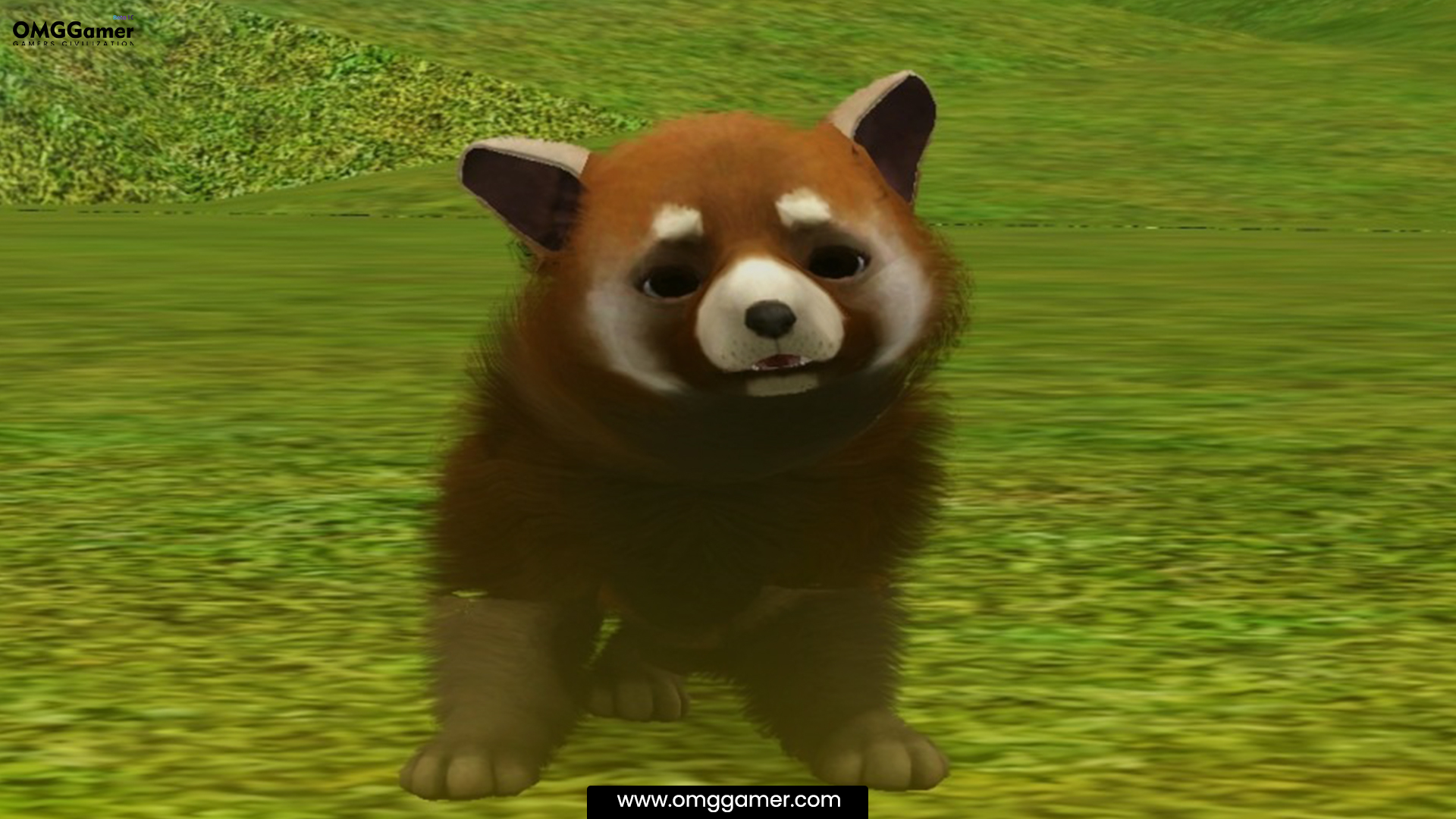 Red Panda Red Panda
