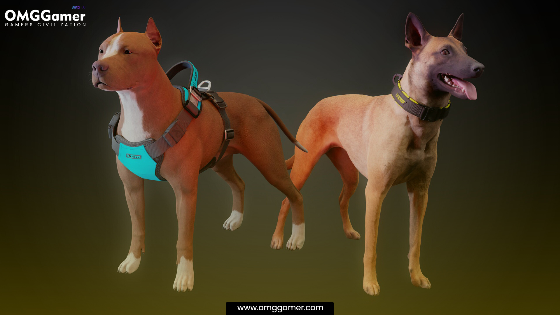 Small Dog Collars Small Dog Collars